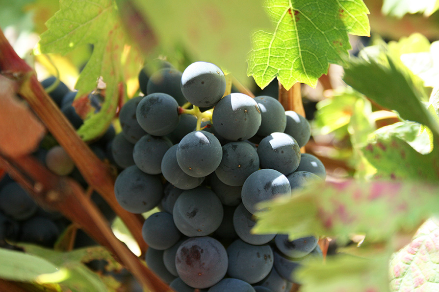 Racimo garnacha